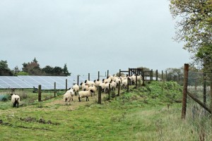 sheep1