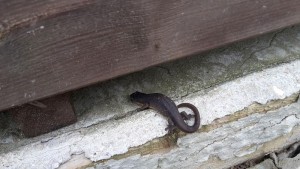 newt