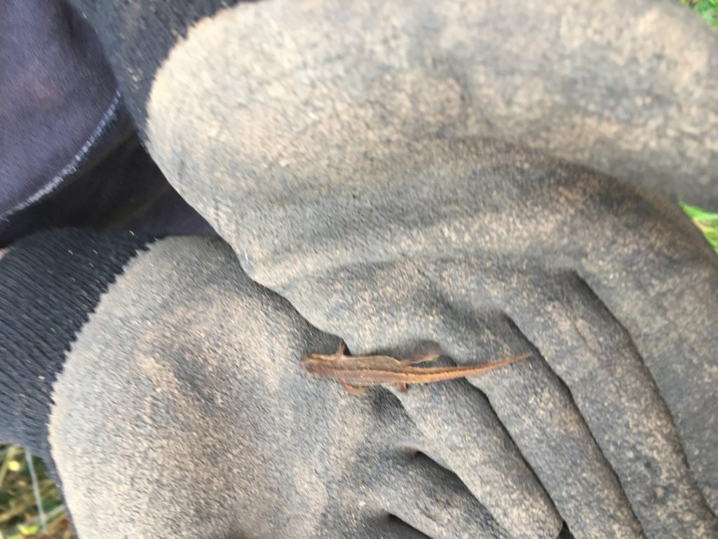 newt
